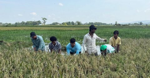 প্রাকৃতিক দুর্যোগে ক্ষতিগ্রস্ত কৃষকের পাশে বাঘাইছড়ি ছাত্রদল
